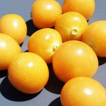 东北姑娘果 水果新鲜灯笼果 农家现摘黄菇茑菇娘果 欢迎大量采购图3