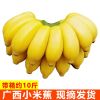 十斤包邮云南芭蕉西贡蕉小米蕉香蕉热带新鲜水果10斤批发