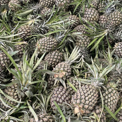 10斤包邮香水小菠萝 新鲜当季水果凤梨手撕小波萝现摘应整箱批发图3