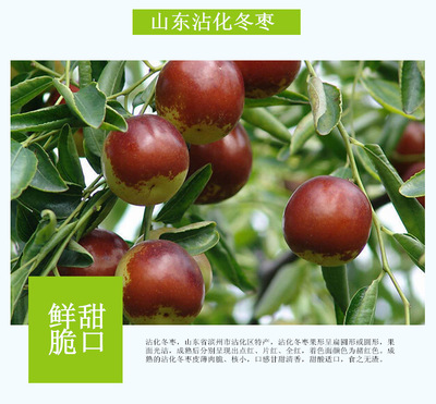 【沾化冬枣】山东当季新鲜采摘冬枣水果2斤5斤净重一件代发图2