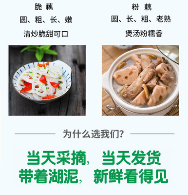 【广西莲藕】广西当季新鲜采摘莲藕脆藕蔬果5斤9斤净重一件代发图3