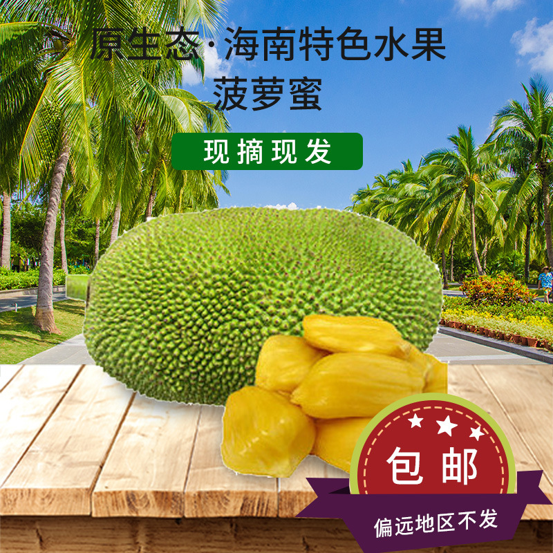 【海南菠萝蜜】当季新鲜采摘海南干苞菠萝蜜8斤到25斤一件代发图1
