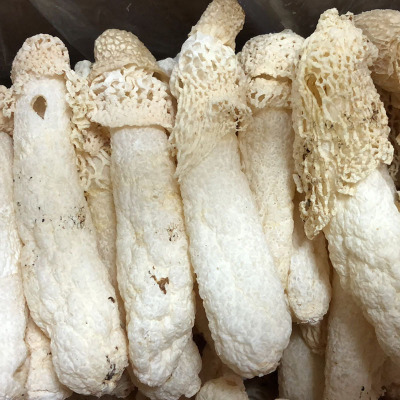竹荪干货贵州土特产 织金竹荪杆竹荪球竹荪蛋100袋装 食用菌竹荪图3