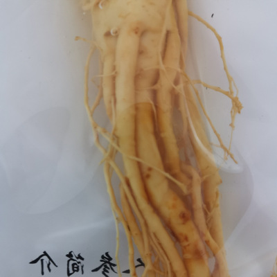 长白山人参 保鲜参 新鲜人参野山参煲汤泡酒 大号 厂家直销图3