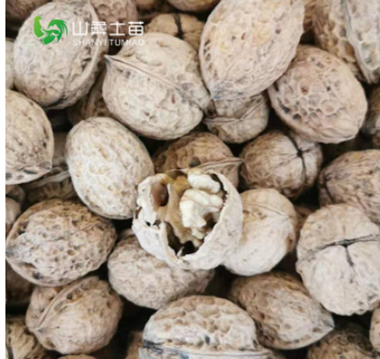 云南纸皮核桃薄壳核桃散装1千克干核桃休闲食品薄壳核桃产地图3