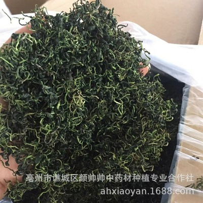 一手货源 蒲公英茶 新货蒲公英 婆婆丁 干蒲公英跑江湖展销摆地摊