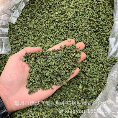 新货桑叶 产地货源 桑叶茶颗粒状 霜后桑叶茶 颜色青 散装批发