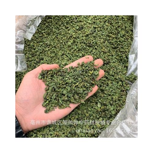 新货桑叶 产地货源 桑叶茶颗粒状 霜后桑叶茶 颜色青 散装批发