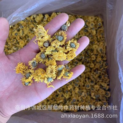 批发供应黄菊花 黄贡菊 小黄菊 小黄花 实物拍摄