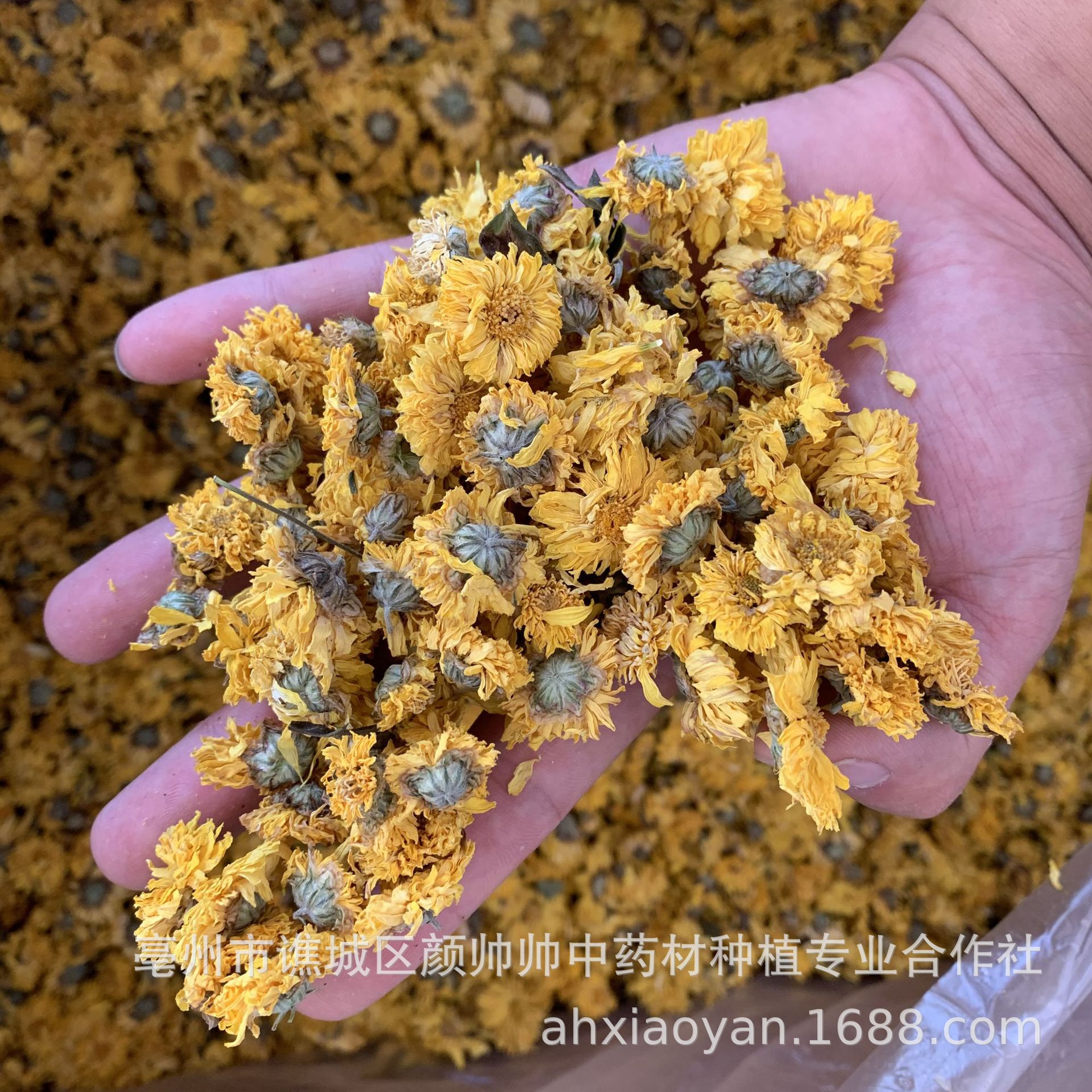 批发供应黄菊花 黄贡菊 小黄菊 小黄花 实物拍摄图3