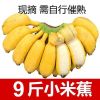 【现摘泡沫箱】广西小米蕉香蕉新鲜水果批发当季水果批发小芭蕉