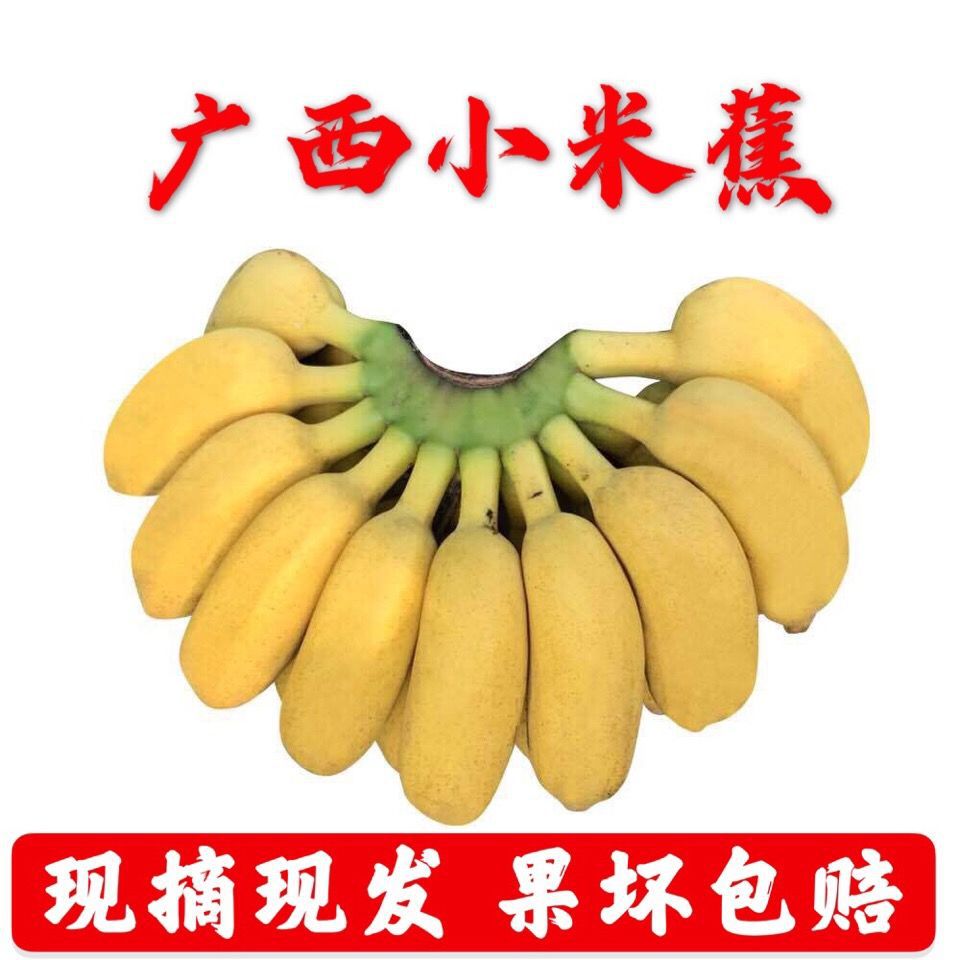 【现摘泡沫箱】广西小米蕉香蕉新鲜水果批发当季水果批发小芭蕉图3