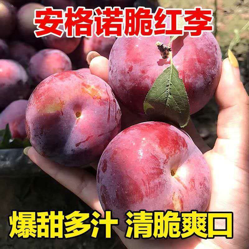 【肉厚多汁】李子东北安格诺大李子水果新鲜脆红李脱骨李子批发图3