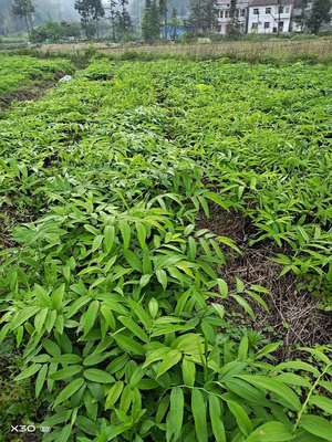 姜型多花黄精种苗大叶黄精苗子不倒苗黄精小苗种植基地批发2年苗图2
