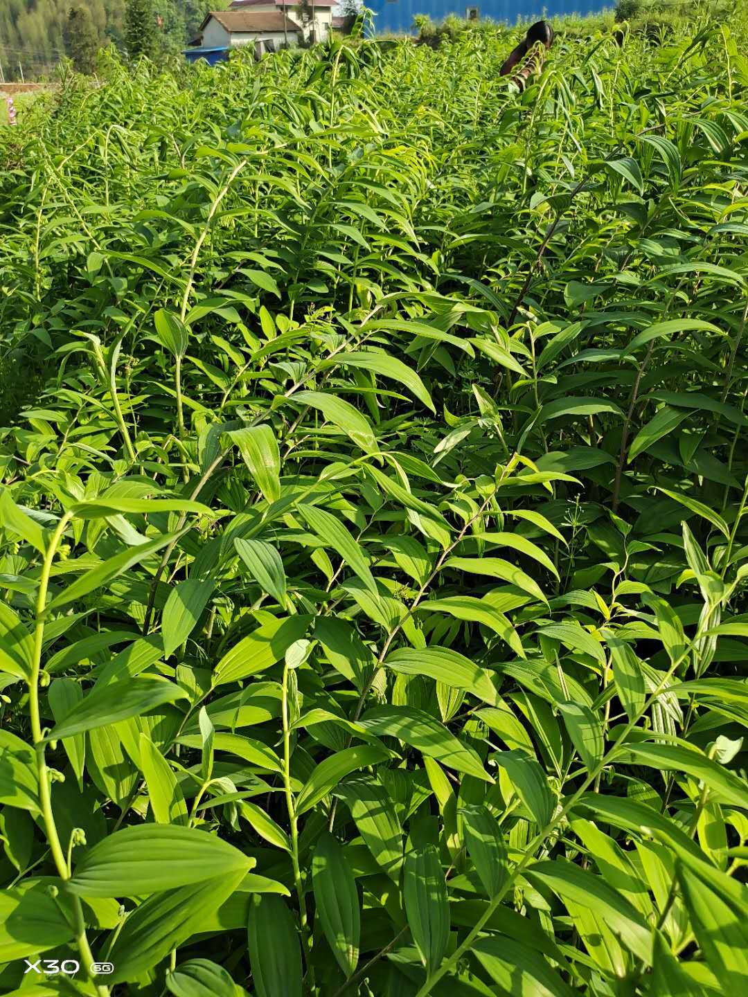 姜型多花黄精种苗大叶黄精苗子不倒苗黄精小苗种植基地批发2年苗图3
