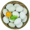 鹏昌绿壳土鸡蛋 山林散养新鲜草鸡蛋正宗笨鸡蛋绿壳鸡蛋 20枚