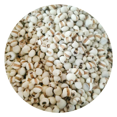 现货供应小薏仁米 五谷杂粮薏仁米批 现磨豆浆磨粉薏米