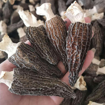 干羊肚菌货 云南特产非野生传统滋补品大号剪脚羊肚菌批发 500g图2