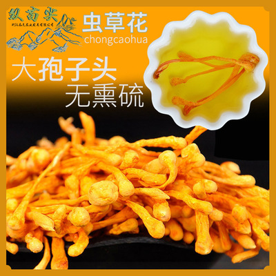 孢子头虫草花干货北蛹虫草金虫草煲汤材料工厂直销一件代发150g