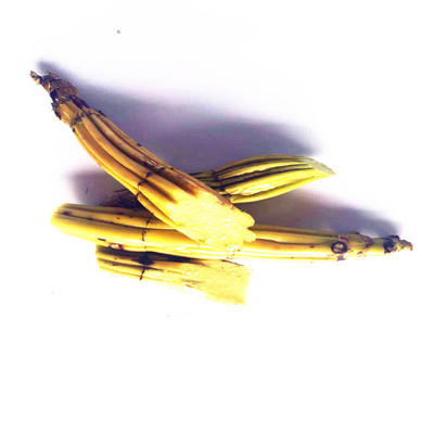 云南鼓槌石斛苗切片鲜条现采现卖花卉盆景盆栽种植苗产家供应图3