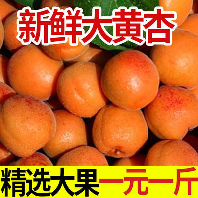 陕西大黄杏子应季新鲜现摘孕妇水果3/5斤整箱批发红杏酸杏甜杏子图3
