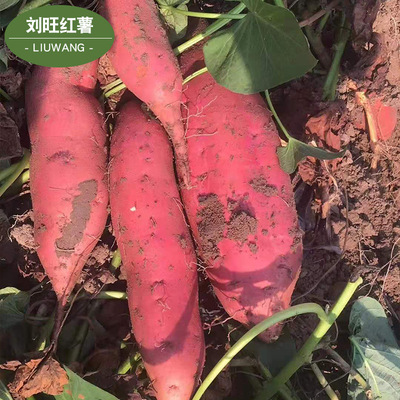 烟薯25号烤地瓜 沙地红糖心板栗蜜薯地瓜新鲜农家山芋产地直发图3