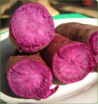 现货供应新鲜迷你小紫薯 香甜软糯地瓜紫薯 现挖农家紫薯批发