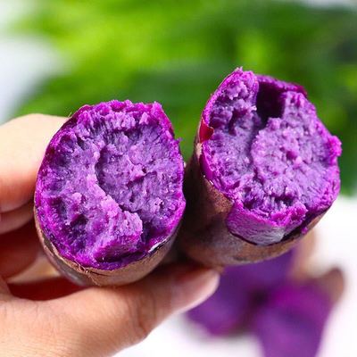 紫罗兰紫薯新鲜现挖营养粗粮非红薯六鳌红薯黄心红心番薯代发批发图2