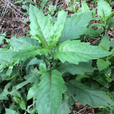 广西农村深山白背三七新鲜采摘明月草白子菜土田七大肥牛白籽菜药