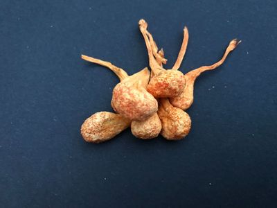 虫草花孢子头干货500g 金虫草花蛹虫草北虫草批发图2