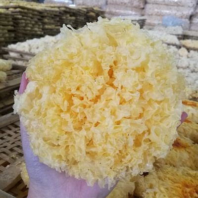 福建古田银耳批发 厂家批发干货白木耳食用菌整箱批发量大可议价图2