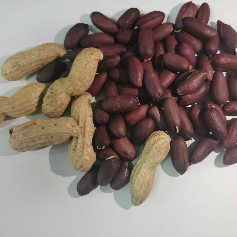 香甜带壳山东大花生黑花生米 供应黑珍珠紫皮花生米杂粮黑花生图5