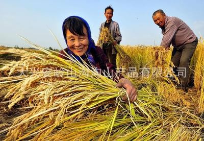 今年新米东北黑龙江五常大米粳贡米农家图5