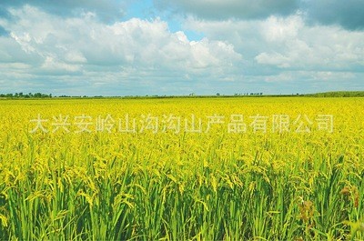 今年新米东北黑龙江五常大米粳贡米农家图4