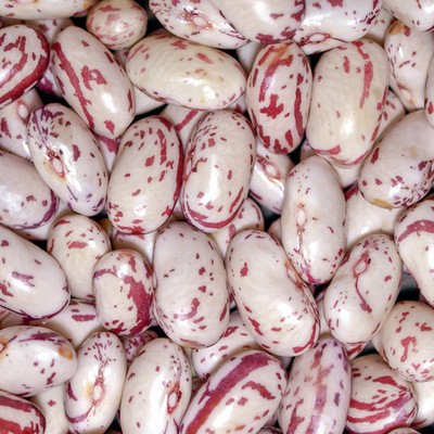 批发出口奶花芸豆大颗粒口感软糯东北内蒙甘肃陕西产地图3