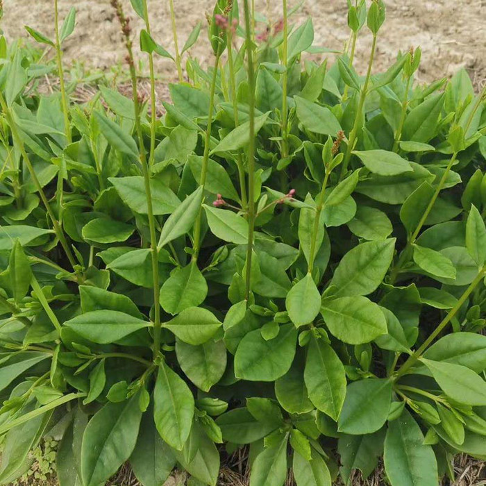 土人参菜种子 高丽参土洋参 叶用东洋菜四季播特色蔬菜种籽 四季盆栽 人参菜种苗