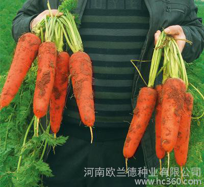 **蔬果蔬菜籽种子 东阳七寸人参胡萝卜种子 特色营养菜种
