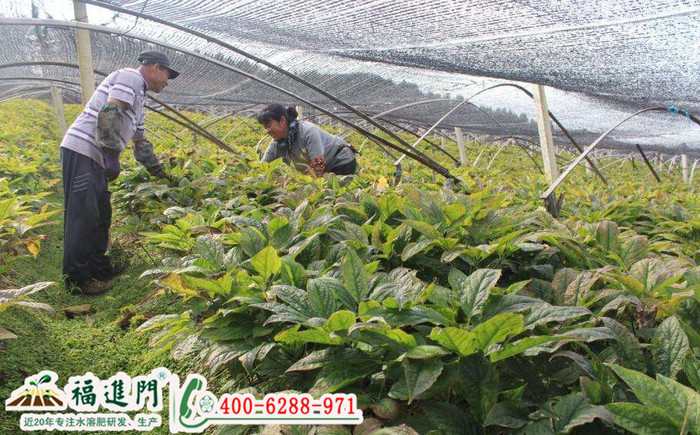 人参施肥就用——福进门中药材促生根水溶肥