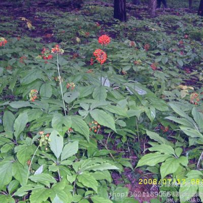 ** 80%-人参提取物植物提取物