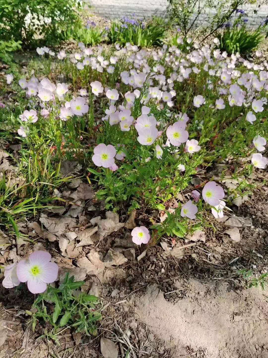 三江花卉 美丽月见草 山东花卉批发