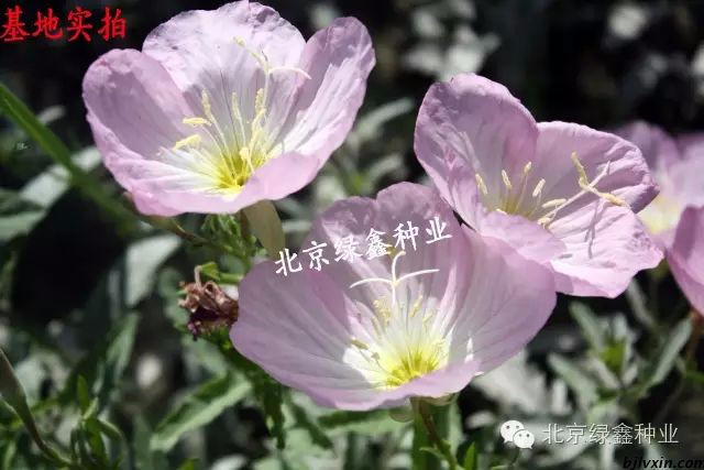 供应LVXIN牌丽月见草花种