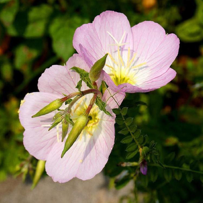 宿根花卉月见草     美丽月见草基地批发