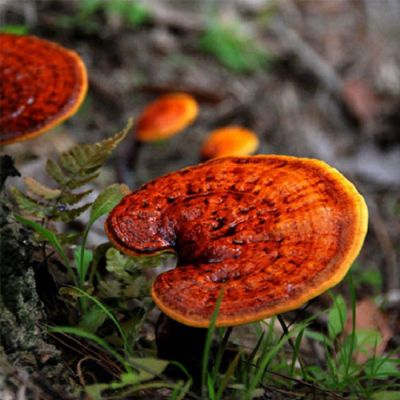 尖峰 灵芝孢子油 破壁灵芝孢子油 破壁灵芝孢子油厂家 破壁灵芝孢子油生产厂家