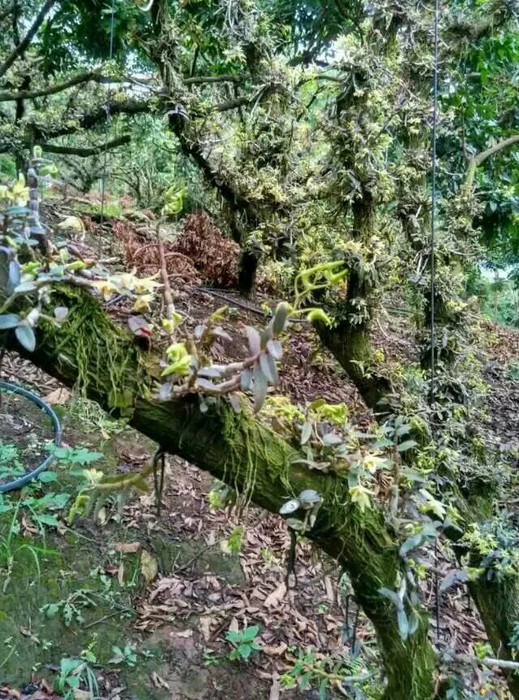 铁皮石斛种苗种植前景分析及种苗出售