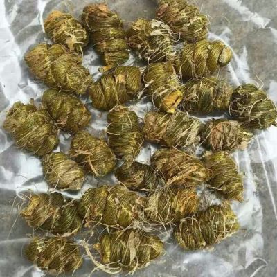 贵州 铁皮石斛干货 铁皮石斛枫 批发