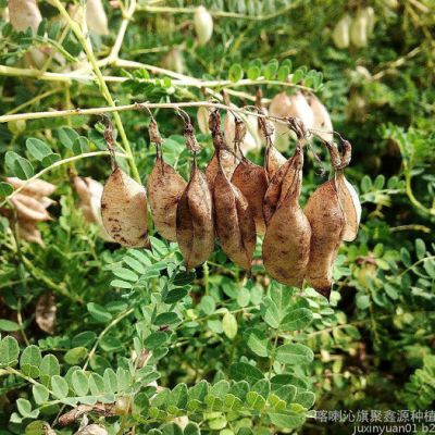 聚鑫源 黄芪药田宝药材除草剂指导报价