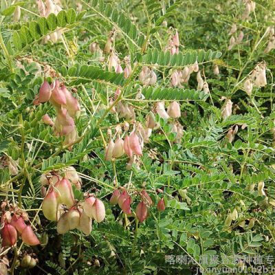 聚鑫源 黄芪除草剂批发价格厂家