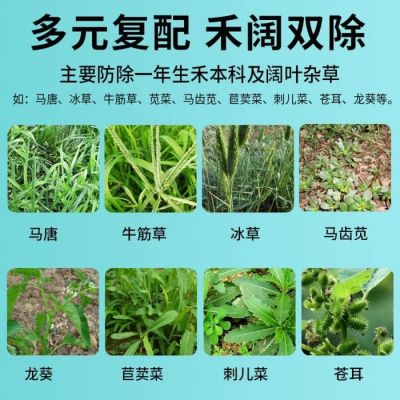 黄芪除草剂  厂家批发零售  黄芪除草剂基地供应 苗丰乐