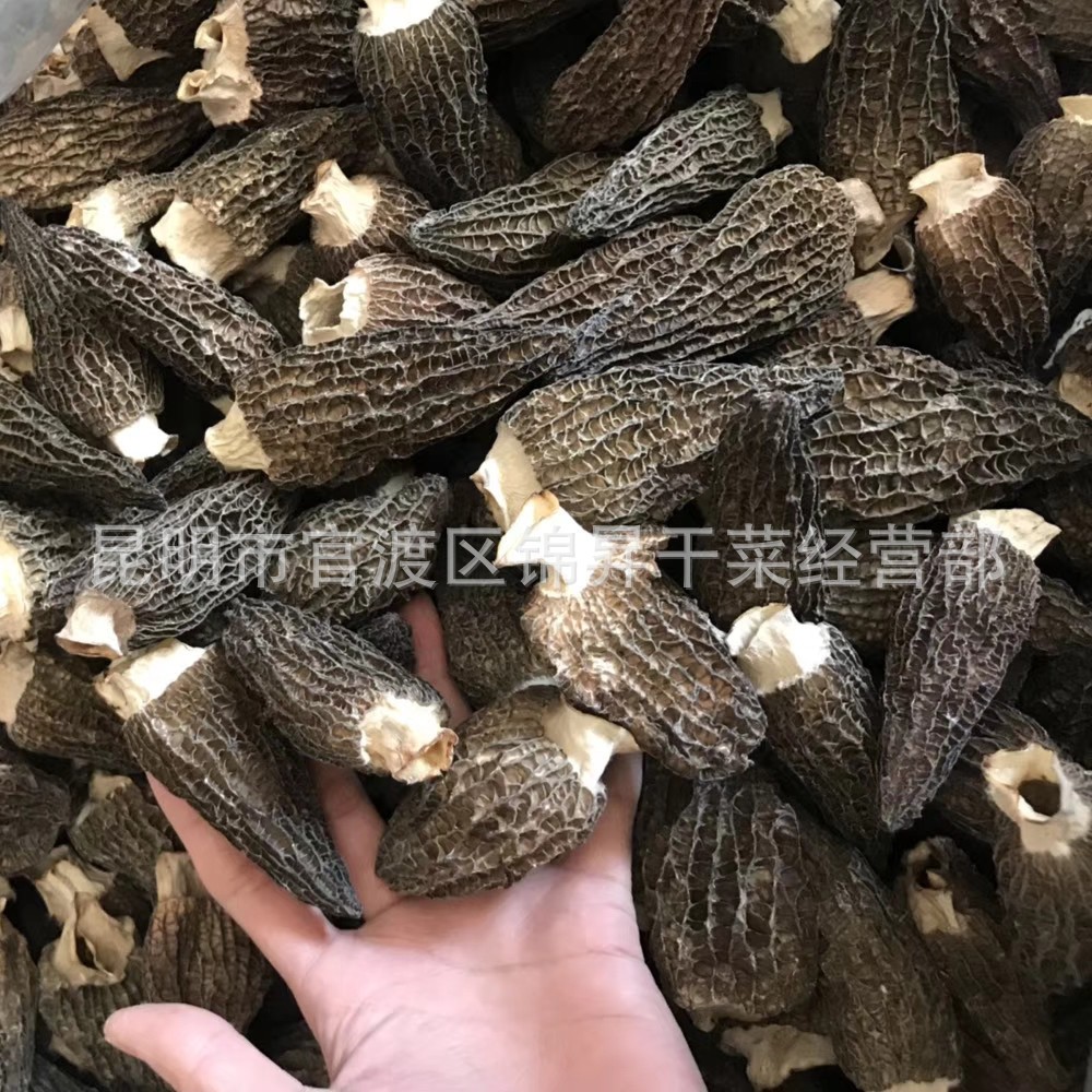 云南特产 大量供应 剪脚羊肚菌 羊肚菌 羊肚菌干货图4