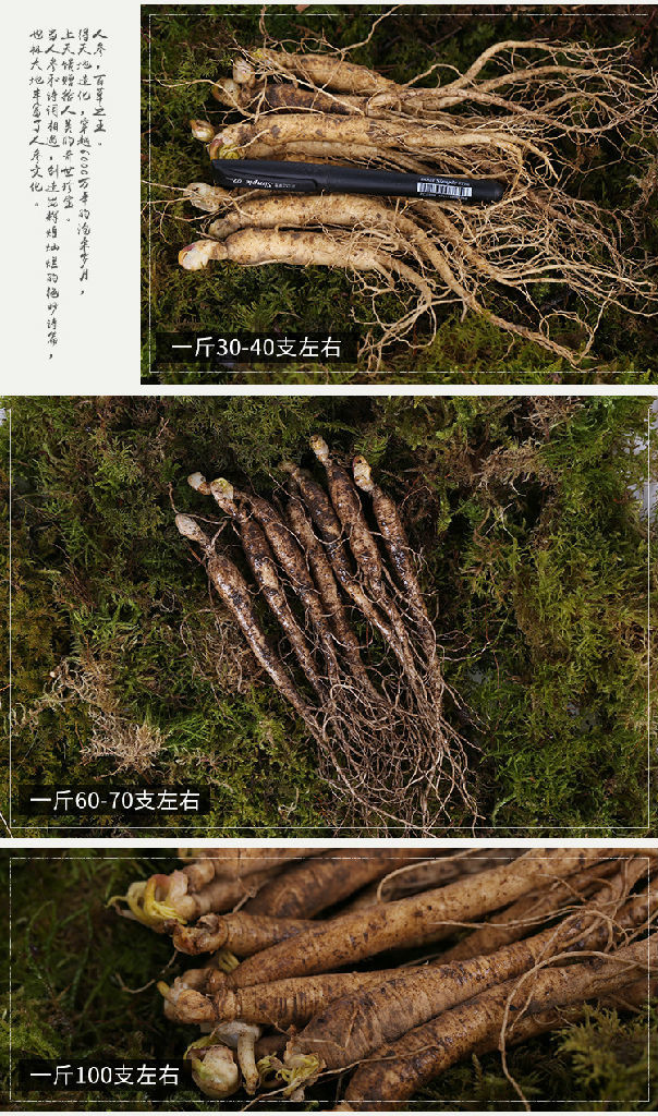 一斤新鲜人参,东北保鲜人参价格,煲汤泡酒参1元